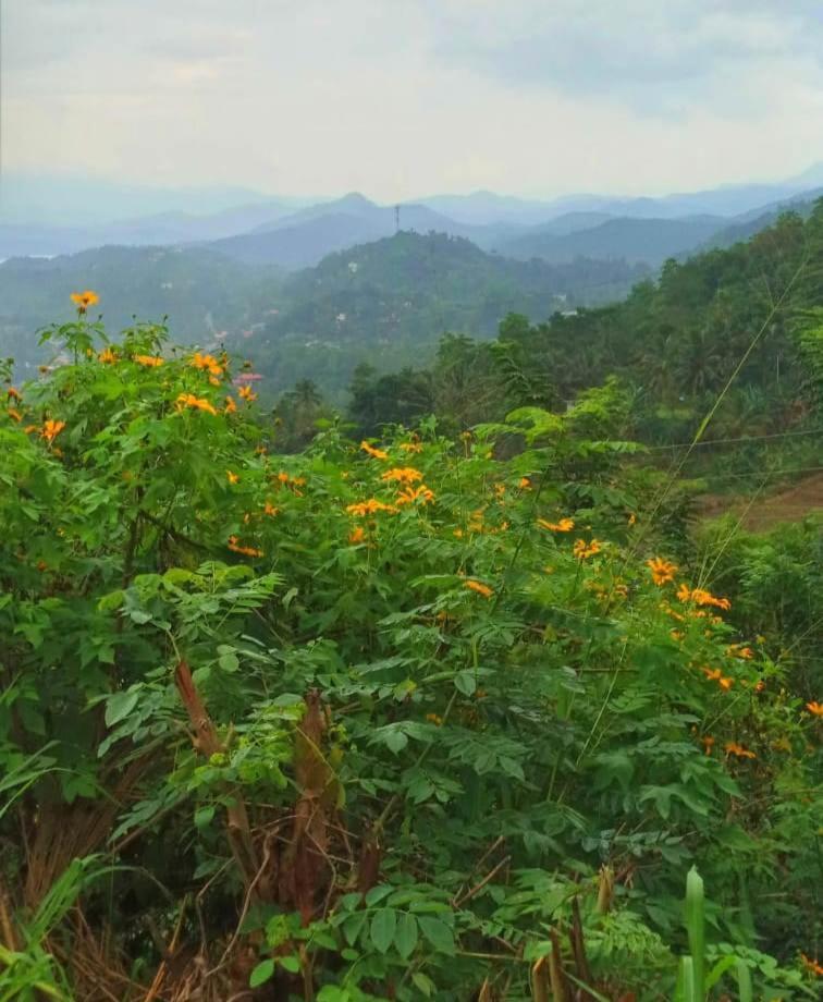 Kandy Ivy Mountain View Resort Εξωτερικό φωτογραφία
